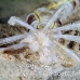 worm_unknown_res_h_0705_png0101.jpg